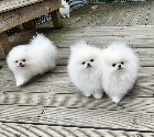 KC Pomeranian blanc