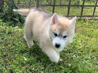 Magnifique Husky Sibérien Femelle
