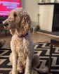 Goldendoodle F1B