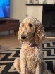 Goldendoodle F1B