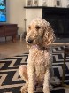 Goldendoodle F1B