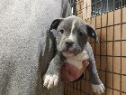 American blu pitbull bully