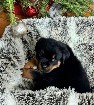 Chiots rottweiler disponibles 