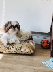 Bébés Shih tzu