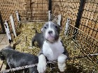 American blu pitbull bully