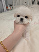 Maltese Teacup Puppies for new home