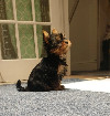 Yorkshire Terrier Puppies Now Ready