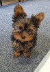 Yorkshire Terrier Puppies Now Ready