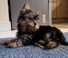 Yorkshire Terrier Puppies Now Ready