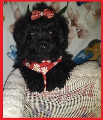 morkie male noir 5mois 