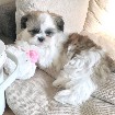 Gorgeous Shih-tzu Puppies!!