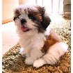 Gorgeous Shih-tzu Puppies!!