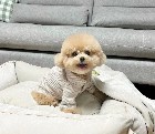 CKC Registered Toy Poodle puppies