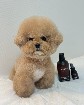 CKC Registered Toy Poodle puppies