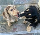 HEALTHY Dachshund puppies READY TO GO