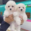 MALE AND FEMALE BICHON FRISE PUPPIES