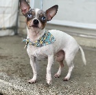 Male chihuahua pour accouplement 