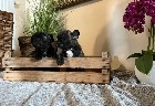 beautiful French bulldog puppies