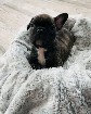 beautiful French bulldog puppies