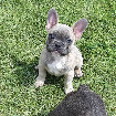 Magnifiques chiots bouledogue français.