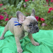 Magnifiques chiots bouledogue français.