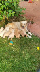  Adorable Golden Retriever Puppies for Sale 