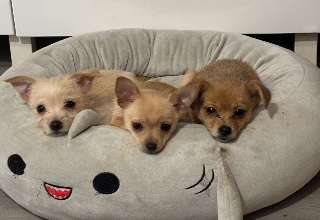 Chiots chihuahua x Yorkshire 
