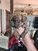 Bébés Boxer bringés 