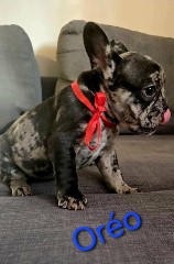 Magnifiques Bulldogs Français Couleurs Exotiques