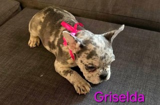 Magnifiques Bulldogs Français Mêrle Exotique 