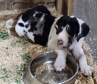 Great Dane Puppies