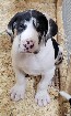 Great Dane Puppies