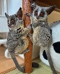 baby galago bush disponible