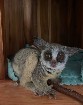 baby galago bush disponible