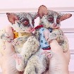 baby galago bush disponible