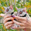 baby galago bush disponible