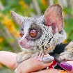 baby galago bush disponible
