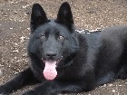 Chienne Berger Allemand pure race 