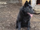 Chienne Berger Allemand pure race 