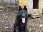 Chienne Berger Allemand pure race 