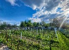 Terrain 6500pc pour agriculture ou élevage à Laval