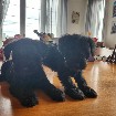 Schnauzer nain  bébé femelle noire