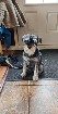 Schnauzer nain  bébé femelle noire