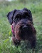 Schnauzer nain  bébé femelle noire