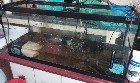 AQURIUM AVEC ROCHE NOURRITURE FILTREUR ET TORTUE