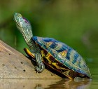 AQURIUM AVEC ROCHE NOURRITURE FILTREUR ET TORTUE