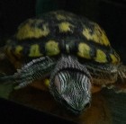 AQURIUM AVEC ROCHE NOURRITURE FILTREUR ET TORTUE