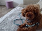 Caniche toy
