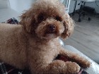 Caniche toy