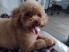 Caniche toy